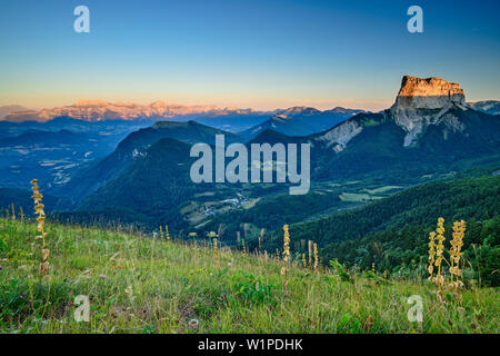 Blumenwiese mit Mont Aiguille in den Sonnenuntergang im Hintergrund, vom Grand Brison, Vercors, Dauphine, Dauphine, Isère, Frankreich Stockfoto