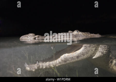 Morelet's Crocodile Jagd bei Nacht, Crocodylus moreletii, Cancun, Yucatan, Mexiko Stockfoto