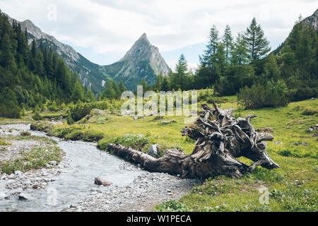 Zerrissen Baum mit Wurzel auf Lochbach und die Berge im Hintergrund, E5, Alpenüberquerung, 3. Stufe, Seescharte, Inntal, Memminger Hütte zu Unterloch Alm, Stockfoto