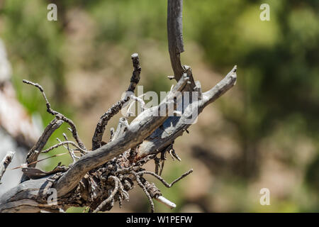 Die Ausgetrockneten alten Baumstumpf der Kiefer. Knorrige Äste Stick aus zu den Seiten. Nahaufnahme, selecttive konzentrieren. Verschwommen Wald Hintergrund. In den Bergen von Teneriffa Stockfoto