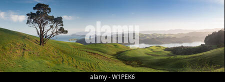 Coromandel, Hauraki Gulf, Thames-Coromandel Bezirk, Coromandel Halbinsel, North Island, Neuseeland, Ozeanien Stockfoto