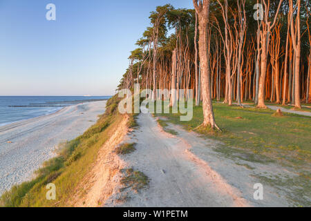 Weg entlang der Klippen und Buchenwald in Nienhagen, Ostsee, Mecklenburg-Vorpommern, Norddeutschland, Deutschland, Europa Stockfoto