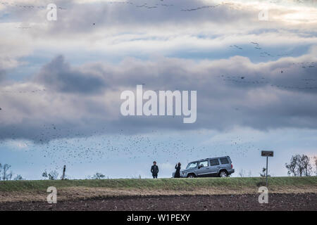 Kraniche fliegen in einem Feld, Flug, Vogelbeobachtung, Vogelzug, grus Grus, Herbst, Stork Village, Fehrbellin, Linum, Storchendorf, Branden Stockfoto