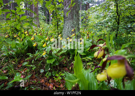 Ladyslipper Blumen im Wald, Cypripedium calceolus, Lichtenegg, Bayern, Deutschland Stockfoto