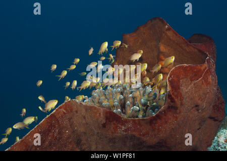 Rote Wangen Anthias über Coral Reef, Pseudanthias Huchtii, Ambon, Molukken, Indonesien Stockfoto