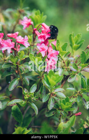 Hummel auf einer Blüte, E5, Alpenüberquerung, 3. Stufe, Seescharte, Inntal, Memminger Hütte zu Unterloch Alm, Tirol, Österreich, Alpen Stockfoto