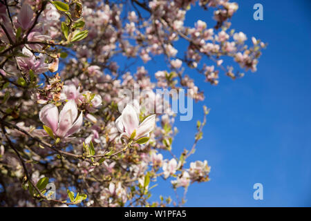 Magnolia soulangeana Blumen in Weiß und Rosa auf den Baum mit blauen Himmel, Kassel, Hessen, Deutschland, Europa Stockfoto