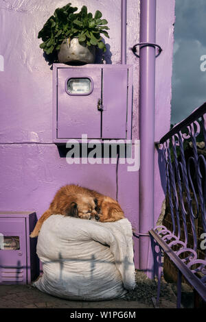 Schlafende Hund vor Purple House, Salento, UNESCO Welterbe/Dreieck, Departmento Quindio, Kolumbien, Südamerika Stockfoto