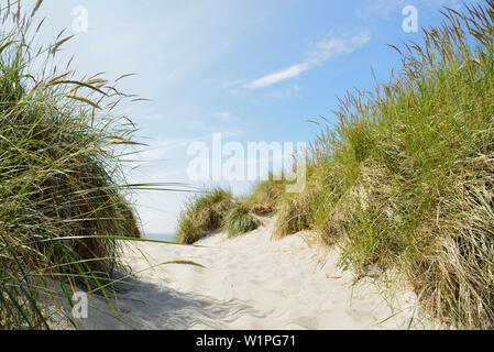 Sand dune, marram Gras, Wanderweg, Baltrum, Ostfriesische Inseln, Nordsee, Aurich, Niedersachsen, Deutschland, Europa Stockfoto