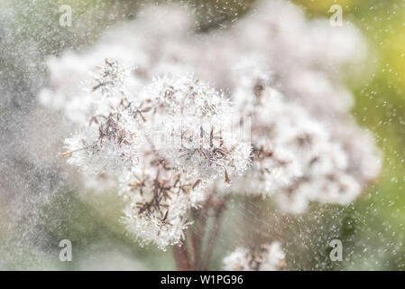 Löwenzahn Samen im Sommer Regen, besprüht, Garten, Oberstdorf, Oberallgaeu, Deutschland Stockfoto