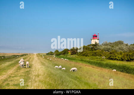 Schafe am Leuchtturm Westermarkelsdorf, Fehmarn, Ostsee, Schleswig-Holstein, Deutschland Stockfoto