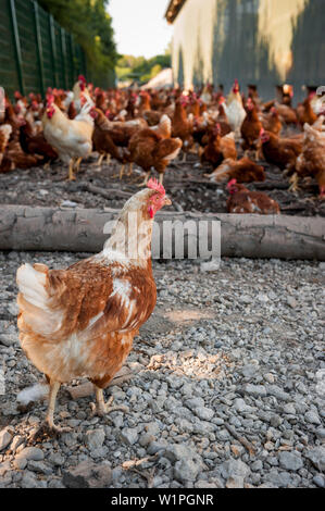 Freier Bereich Masthühner, Legehennen, Landwirt, organische, Landwirtschaft, Landwirtschaft, Bayern, Deutschland, Europa Stockfoto