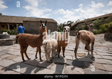 Lamas im Hacienda San Agustin de Callo, Lama glama, Cotopaxi Nationalpark, Galapagos, Ecuador Stockfoto