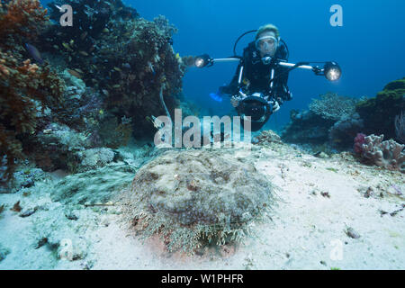 Taucher und Quasten Wobbegong Eucrossorhinus Dasypogon, Raja Ampat, West Papua, Indonesien Stockfoto