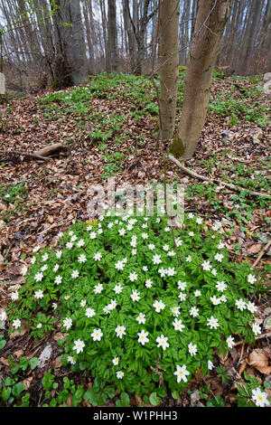 Buschwindröschen in Buchenwald im Frühjahr, Anemone officinalis, Nationalpark Hainich, Thüringen, Deutschland, Europa Stockfoto