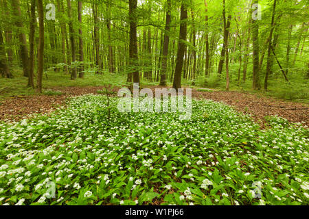 Wanderweg Wanderweg obwohl blühende Bärlauch, Nationalpark Hainich, Thüringen, Deutschland Stockfoto