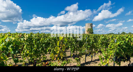 Weinberge in Medoc, Bordeaux, Gironde, Aquitanien, Frankreich, Europa Stockfoto