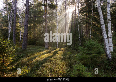 Sonnenstrahlen in gemischter Wald, Oberbayern, Deutschland, Europa Stockfoto