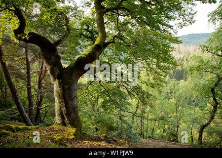 Riesige Buche (Fagus sylvatica) die Buche Wald am Nationalpark Kellerwald-Edersee im Sommer, Edersee, Hessen, Deutschland, Europa Stockfoto