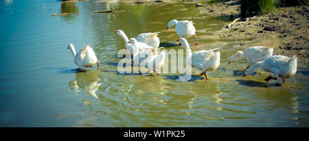 Weiße Gänse in Eile Laufen Schwimmen im blauen Wasser des Flusses Stockfoto