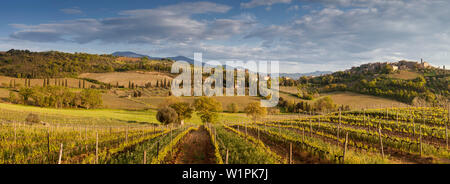 Panoramablick über die Weinberge und toskanische Landschaft in der Abendsonne, Val d'Orsia, Provinz Siena, Toskana, Italien Stockfoto