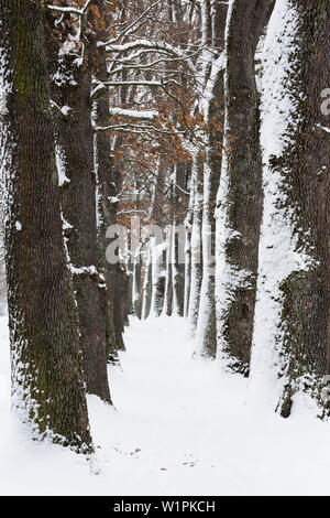 Gasse im Winter, Kottmüller-Allee, Murnau, Oberbayern, Deutschland Stockfoto