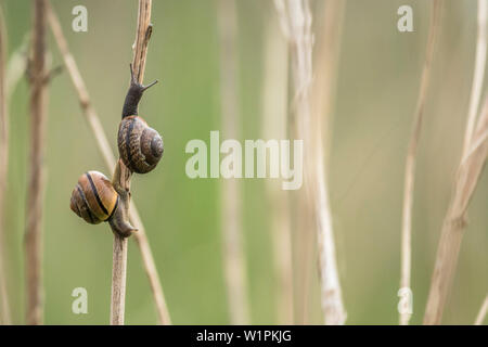 Gebänderte Schnecke, Biosphärenreservat, Schilf, Spreewald, Brandenburg, Deutschland Stockfoto