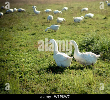 Zwei eleganten weißen Gans nebeneinander stehen in das grüne Gras auf der Wiese Stockfoto