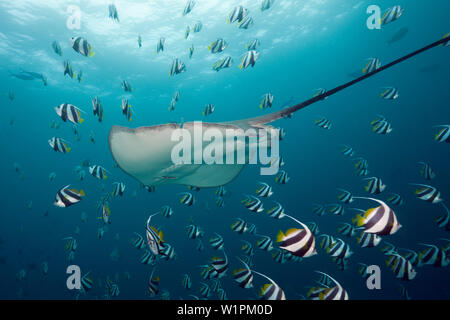 Rosa Whipray, Pateobatis Fai, Nord Male Atoll, Malediven Stockfoto