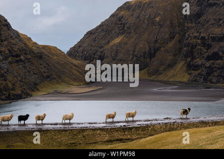 Schafe in der Bucht von Saksun, Streymoy, Färöer, Dänemark Stockfoto