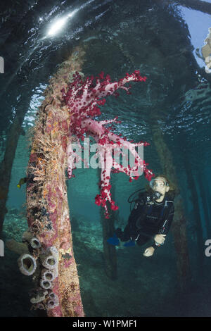 Weichkorallen unter Aborek Jetty, Dendronephthya SP., Raja Ampat, West Papua, Indonesien Stockfoto