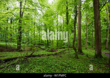 Mischwald, Emmendingen, Baden-Württemberg, Deutschland Stockfoto