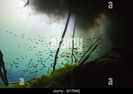 Tauchen in Car Wash Cenote Aktun Ha, Tulum, Yucatan, Mexiko Stockfoto