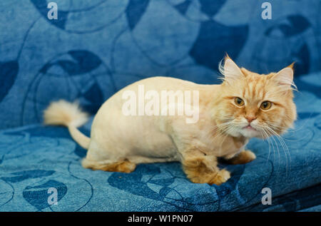 Rothaarige Katze mit einer Quaste auf dem Schwanz sitzen auf einem blauen Sofa Stockfoto