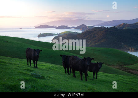 Coromandel, Hauraki Gulf, Thames-Coromandel Bezirk, Coromandel Halbinsel, North Island, Neuseeland, Ozeanien Stockfoto