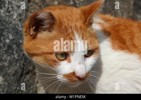 Red White Cat - Japanische street Cat in Kyoto, Japan. Stockfoto