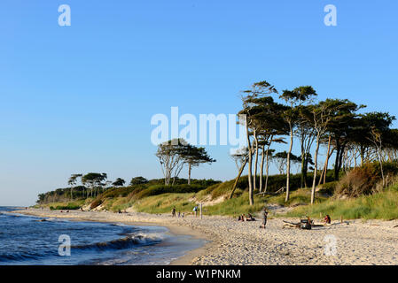 Leute an der Darßer Weststrand, Ostseeküste, Mecklenburg-Vorpommern, Deutschland Stockfoto