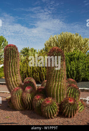 Kaktus Garten im Museum Museo del Queso Majorero und Molino de Antigua in Antigua, Fuerteventura, Kanarische Inseln, Islas Canarias, Atlantik, Stockfoto