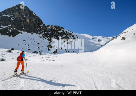 Frau backcountry Skiing aufsteigend in Richtung Cima Valon, Val di Rabbi, Ortlergruppe, Trentino, Italien Stockfoto