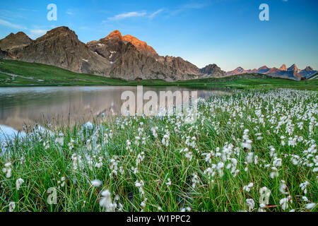 Baumwolle Gras mit See Lac Cerces und Grand Galibier und Aiguilles d'Arves, See Lac Cerces, Dauphine, Dauphiné, Hautes Alpes, Frankreich Stockfoto