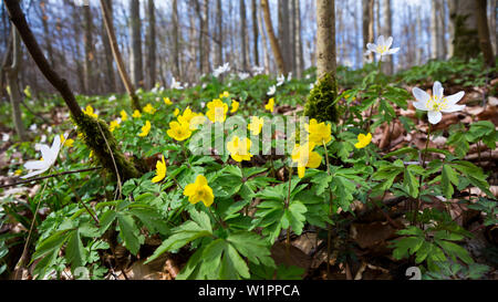 Gelbe Anemonen in Buchenwald im Frühjahr, Pflügen, Anemone officinalis, Nationalpark Hainich, Thüringen, Deutschland, Europa Stockfoto