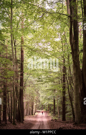UNESCO-Weltkulturerbe Alte Buchenwälder Deutschlands, Serrahn, Müritz Nationalpark, Mecklenburg-Vorpommern, Deutschland Stockfoto
