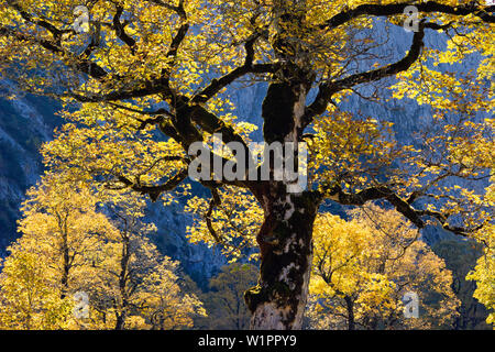 Autumncolors in Eng, Ahorn, Acer pseudoplatanus, Österreich, Europa Stockfoto