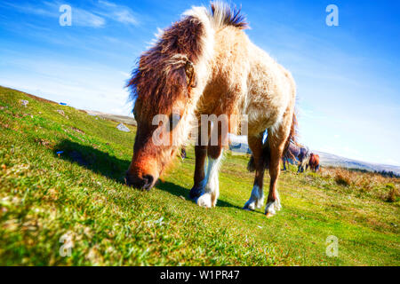 Dartmoor Ponys, Dartmoor Pony, Equus ferus caballus, Dartmoor Pferde, Pony, Ponys, Dartmoor, Devon, Dartmoor Pferd, weidende Pferde, Dartmoor Devon, Stockfoto