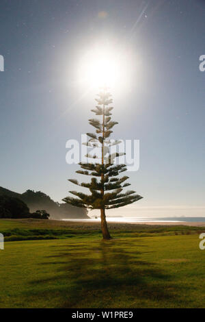 Coromandel, Hauraki Gulf, Thames-Coromandel Bezirk, Coromandel Halbinsel, North Island, Neuseeland, Ozeanien Stockfoto