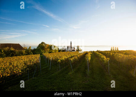 Wallfahrtskirche Birnau mit Weinberge im Herbst bei Sonnenuntergang, Uhldingen-Mühlhofen, Bodensee, Baden-Württemberg, Deutschland Stockfoto