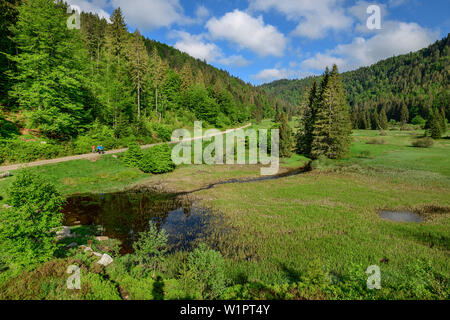 Drei Personen Wandern auf der Straße durch Marsh, Feldberg, Albsteig, Schwarzwald, Baden-Württemberg, Deutschland Stockfoto