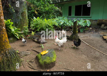 Hühner Futter in den Hof von einem grünen Haus inmitten von üppiger Vegetation, Pohnpei Island, Pohnpei, Föderierte Staaten von Mikronesien, South Pacific Stockfoto