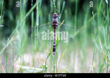 Libelle auf Grashalm Stockfoto