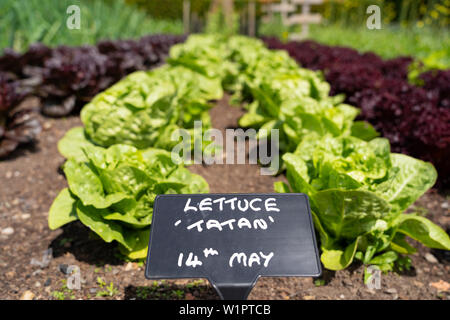 Der Gemüsegarten bei NTS Geilston Garten in Cardross, Argyll und Bute, Schottland, Großbritannien Stockfoto